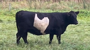 Sapi ini seakan memiliki gambar ayam di bagian tubuh sampingnya. Foto: Brightside