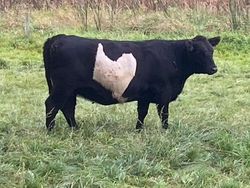 Kumpulan Potret Kambing Hingga Sapi Punya Corak Tubuh yang Langka