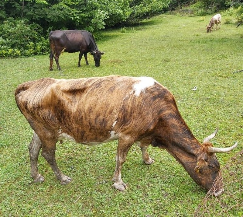 Kumpulan Potret Kambing Hingga Sapi Punya Corak Tubuh yang Langka