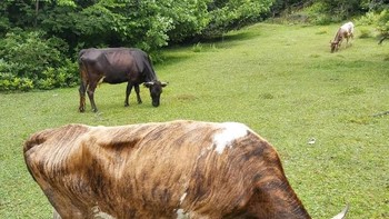 Pola warna sapi ini membuatnya terlihat seperti patung yang diukir dari kayu. Foto: Brightside