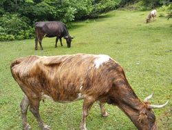 Kumpulan Potret Kambing Hingga Sapi Punya Corak Tubuh yang Langka
