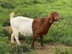 Kumpulan Potret Kambing Hingga Sapi Punya Corak Tubuh yang Langka