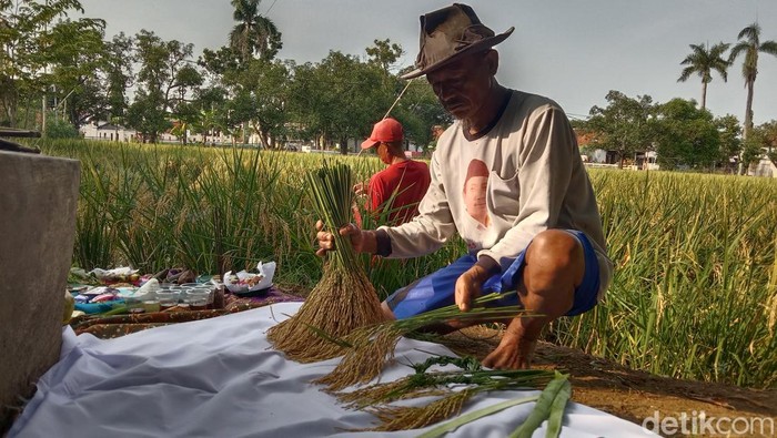Melihat tradisi panen padi di Sawah Kramat Buyut Lumbung Dalem yang dilakukan dengan cara tradisional.