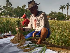 Potret Sakralnya Panen di Sawah Keramat Buyut Lumbung Dalem Indramayu