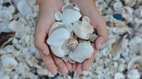 Seorang pengunjung sedang menujukan sejumlah cangkang kerang yang banyak di jumpai sepanjang bibir pantai.