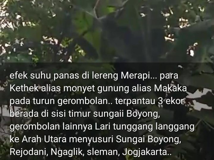 Tangkapan layar postingan bernarasi monyet masuk permukiman warga di kawasan Sungai Boyong, Dusun Rejodani, Ngaglik, Sleman, Minggu (5/5/2024).