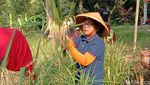 Potret Sakralnya Panen di Sawah Keramat Buyut Lumbung Dalem Indramayu