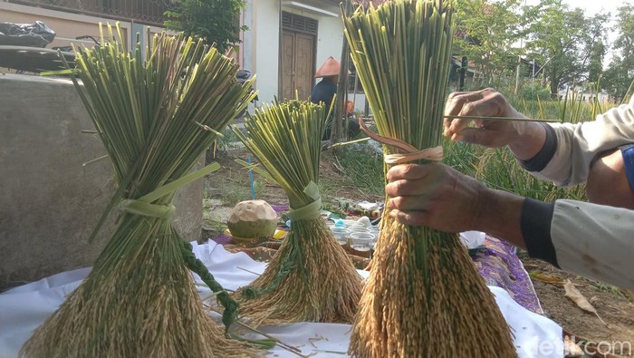 Tradisi panen di sawah keramat Buyut Lumbung Dalem Desa Plumbon, Indramayu. Tradisi panen di sawah keramat Buyut Lumbung Dalem Desa Plumbon, Kecamatan Indramayu, Kabupaten Indramayu.