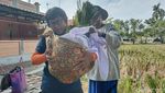 Potret Sakralnya Panen di Sawah Keramat Buyut Lumbung Dalem Indramayu