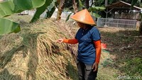 Hasil panen padi di sawah buyut lumbung dalem di Desa Plumbon, Kecamatan Indramayu, Kabupaten Indramayu musim ini cukup bagus. Setiap musimnya, hasil panen lahan seluas 150 bata bisa mencapai sekitar 13 sampai 15 kuintal. Foto: Sudedi Rasmadi/detikJabar