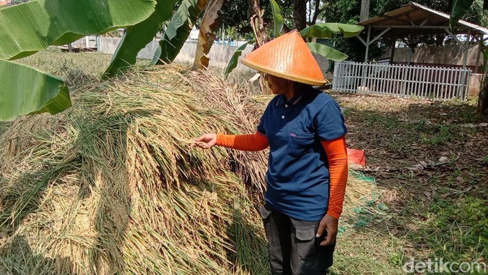 Tradisi panen di sawah keramat Buyut Lumbung Dalem Desa Plumbon, Indramayu. Tradisi panen di sawah keramat Buyut Lumbung Dalem Desa Plumbon, Kecamatan Indramayu, Kabupaten Indramayu.