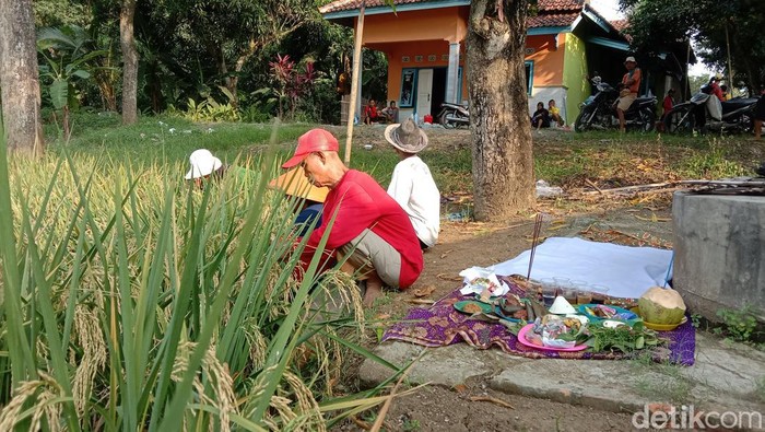 Tradisi panen di sawah keramat Buyut Lumbung Dalem Desa Plumbon, Indramayu. Tradisi panen di sawah keramat Buyut Lumbung Dalem Desa Plumbon, Kecamatan Indramayu, Kabupaten Indramayu.