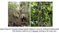 Ini merupakan penampakan tumbuhan akar kuning di hutan rawa gambut di Kabupaten Kapuas, Kalimantan Tengah. Foto: (Dok Titi Kalima/Kemenhut)