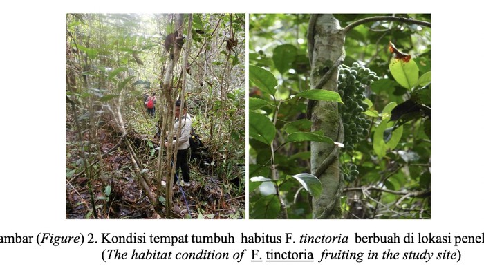 Akar Kuning (FibraureatinctoriaLour.) di Hutan Rawa-Gambut, Kabupaten Kapuas,Provinsi Kalimantan Tengah