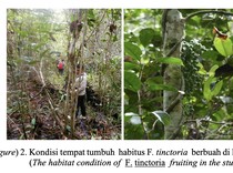 Tanaman Akar Kuning: Ciri-ciri, Habitat, dan Aneka Manfaatnya