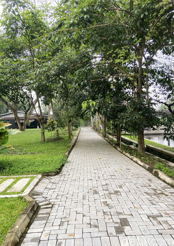 Asyiknya Jogging Sambil Menikmati Kesejukan Lab Alam SMA de Britto