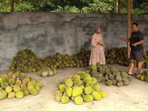 Jadi Surga Durian, Ini Pesona Desa Wisata Durensari Trenggalek