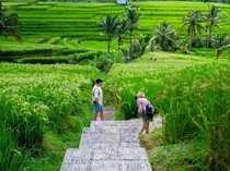 Mengenal Desa Wisata Jatiluwih, Bali Siap Terima Delegasi World Water Forum