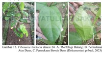 Morfologi batang, permukaan atas daun dan permukaan bawah daun. Dari mana pengetahuan orangutan Rakus soal khasiat daun akar kuning? Ada kemungkinan Rakus tidak sengaja menemukannya. Mungkin juga Rakus sebelumnya mempelajari perilaku tersebut dari orang utan lain di wilayah kelahirannya, di luar Suaq Balimbing. Foto: (Dok Fajar Andre Kurnianto/UIN Jakarta)