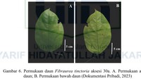 Permukaan daun akar kuning atas (kiri) dan bawah (kanan). Penelitian sebelumnya menunjukkan bahwa Akar Kuning mengandung diterpenoid furano dan alkaloid protoberberin, yang diketahui memiliki aktivitas antibakteri, antiinflamasi, antijamur, antioksidan, dan aktivitas biologis lainnya. Foto: (Dok Fajar Andre Kurnianto/UIN Jakarta)