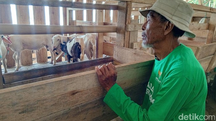 Kelompok ternak kambing di Kampung Tegal Jarong, Desa Cijeungjing, Kecamatan Jatigede, Sumedang.