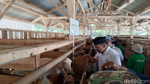 Kelompok ternak kambing di Kampung Tegal Jarong, Desa Cijeungjing, Kecamatan Jatigede, Sumedang.