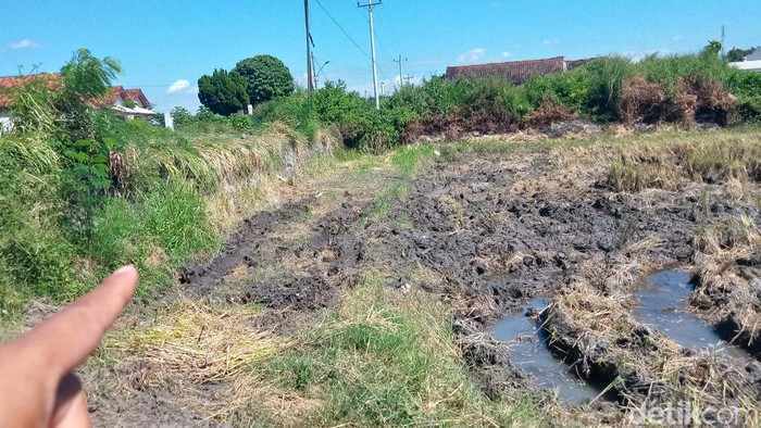 Lokasi mobil Avanza nyemplung sawah di Karangdowo, Klaten, Senin (6/5/2024).
