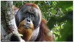 Potret Orangutan yang Obati Luka Wajah Sendiri Pakai Daun Akar Kuning