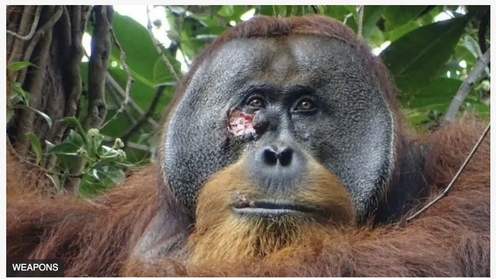 Orangutan bernama Rakus menyembuhkan luka wajah sendiri pakai daun akar kuning