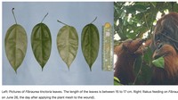 Rakus lalu didapati mengunyah daun akar kuning (Fibraurea tinctoria) dan mengoleskan sari daun ke luka di wajahnya. Foto: (Dok Isabelle B. Laumer dkk via Nature)