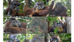 Potret Orangutan yang Obati Luka Wajah Sendiri Pakai Daun Akar Kuning