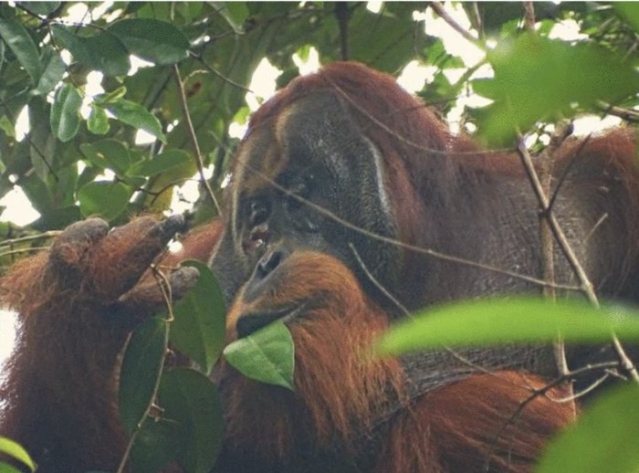 Orangutan yang obati diri sendiri pakai tanaman herbal Orangutan yang obati diri sendiri pakai tanaman herbal