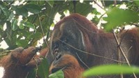 Ini adalah Rakus, orangutan Sumatera di kawasan Taman Nasional Gunung Leuser Aceh. Foto: (Dok Isabelle B. Laumer dkk via Nature)