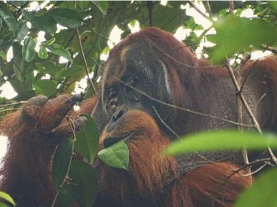Potret Orangutan yang Obati Luka Wajah Sendiri Pakai Daun Akar Kuning