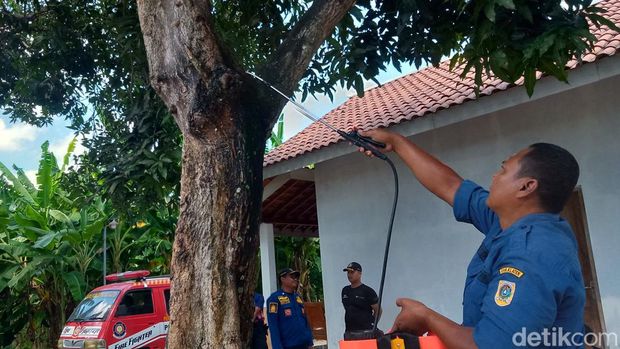 Pemadam kebakaran Pemkab Klaten memusnahkan ulat bulu.