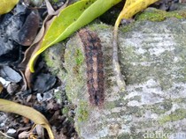 6 Tips Efektif Basmi Ulat Bulu di Rumah Tanpa Merusak Tanaman