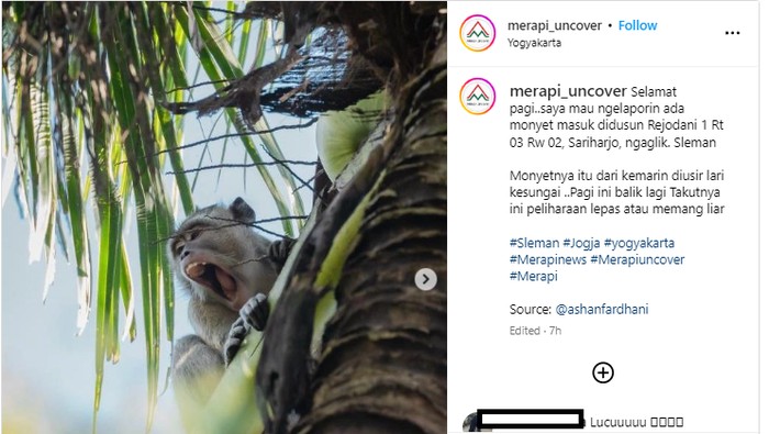 Penampakan monyet di Sariharjo, Ngaglik, Sleman, Senin (6/5/2024)
