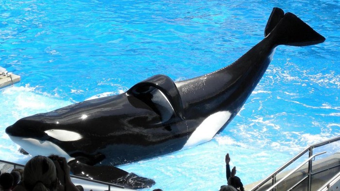 Penampilan Tilikum di SeaWorld Orlando tahun 2009, Credit: https://www.flickr.com/photos/milanboers/3507418462/