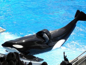 Geger Video Jessica Radcliffe Tewas Diserang Paus Orca Ternyata Buatan AI