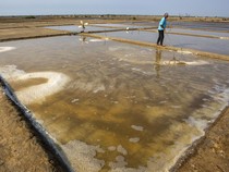 Memasuki Musim Kemarau, Petambak Garam Indramayu Mulai Beraktivitas