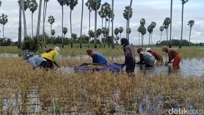 Petani di Kabupaten Bone, Sulawesi Selatan (Sulsel) gagal panen karena banjir.