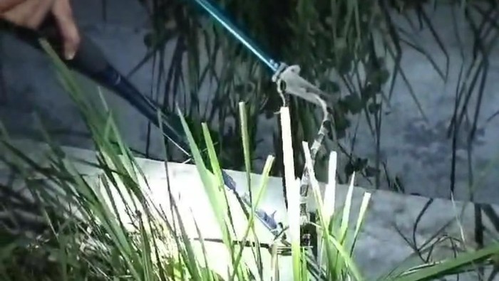 Seorang petugas Damkar Gunungkidul sedang mengevakuasi seekor ular Weling di lapangan Siraman pada Minggu (5/5/2024) malam.