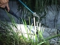 Hiii! Ular Weling Gigit Baju Penjual Minuman di Siraman Gunungkidul