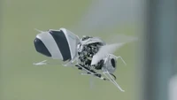 Wow! Ilmuwan Bisa Bikin Robot Lebah