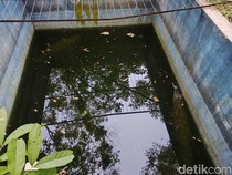 Pertama Datang, Milo Si Buaya Peliharaan Kejar-kejaran dengan Teman Barunya