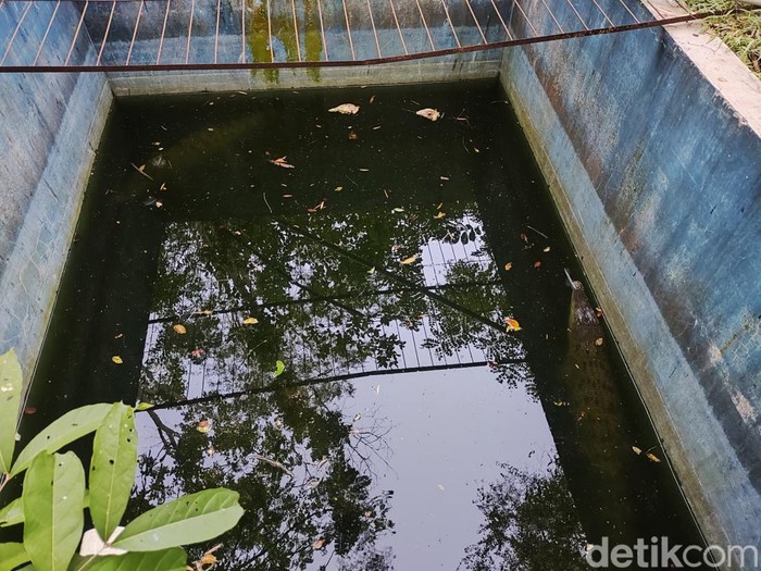 Buaya Milo bersama teman barunya di Stasiun Flora Fauna Bunder di dalam Hutan Bunder, Playen, Kabupaten Gunungkidul, DIY, Selasa (7/5/2024).