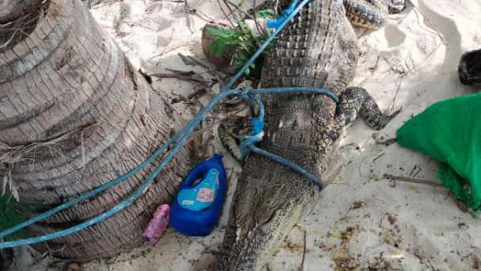 Seekor buaya berukuran 2 meter muncul di pantai Pulau Sumanga, Kabupaten Pangkep, Sulawesi Selatan (Sulsel).