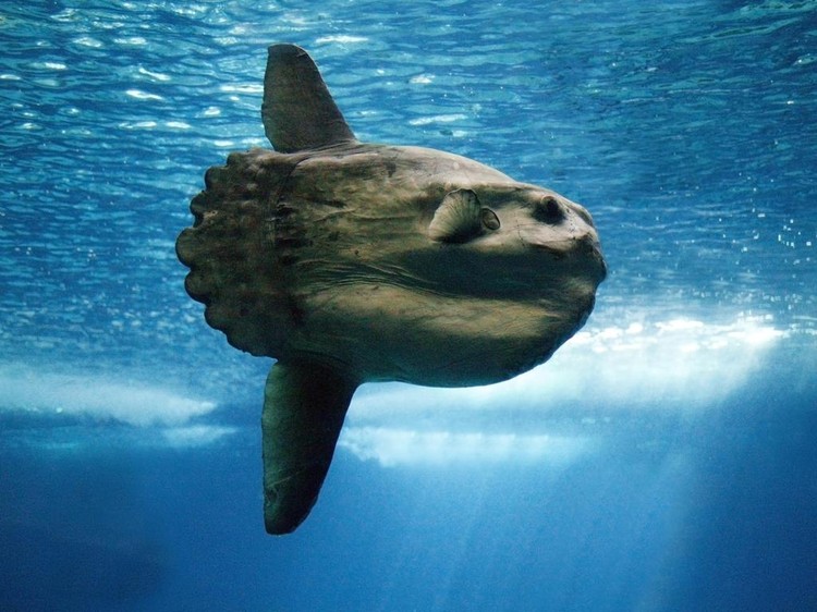 Ikan mola terdampar