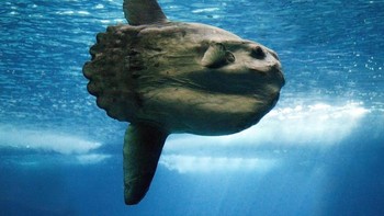 Tidak diketahui apa yang menyebabkan kematian ikan mola tersebut. Ahli biologi kelautan Denmark, Dr Marianne Nyegaard, sebelumnya mengatakan bahwa mustahil untuk menentukan penyebab apa yang membunuh makhluk-makhluk tersebut. Foto: Fish SA Magazine