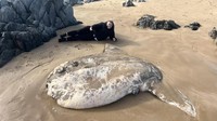 Sedih, Ikan Mola Raksasa Terdampar di Pantai